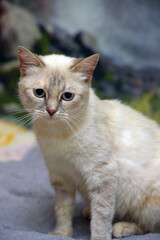 Naklejka na ściany i meble cute little beautiful thai cat