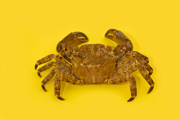 Brown crab on yellow background.Summer and beach vacation concept