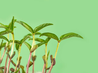 Young green bean sprouts on light green background. Healthy healthy food, vegetarianism. Selective focus.