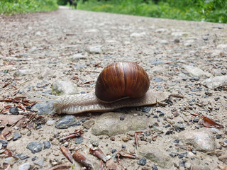 snail on the road