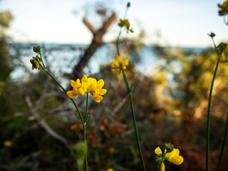 flor amarilla con el mar de fondo desenfocado 