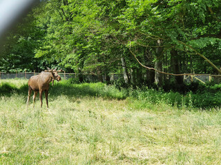 Wisentgehege Springe (Germany)