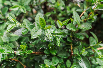 Raindrops on green foliage of climbing rose. Spring rain, freshness of green leaves, spring weather