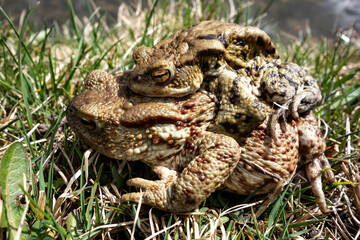 Mating frogs by the pond in spring