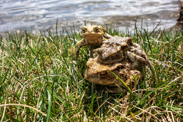 Fototapeta premium Mating frogs by the pond in spring