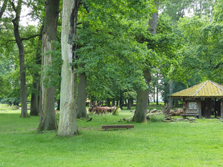 Obraz premium Wisentgehege Springe (Germany)