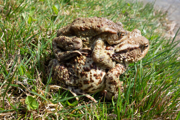 Mating frogs by the pond in spring