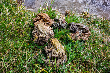 Mating frogs by the pond in spring