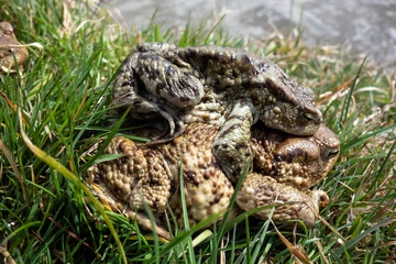 Fototapeta na wymiar Mating frogs by the pond in spring