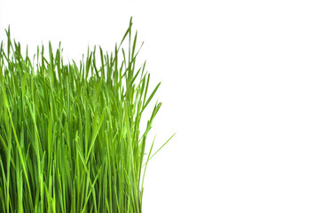 Fototapeta premium Background with seedlings of green sprouts on a white background with copy space, ecology concept