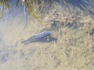 Wisentgehege Springe (Germany)