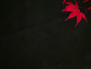 Red Japanese Maple Leaf Against Black Background