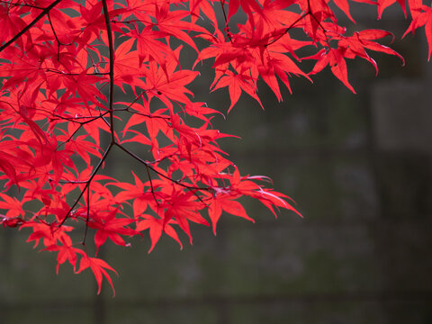 Japanese Maple with Red Fall Foliage