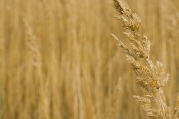 Close-up of the inflorescence of the herb lat. Calamagrostis epigejos on a monochrome straw background. Selective focus, close-up, wallpaper. The concept of autumn, silence, tranquility
