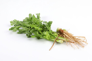 Fresh green coriander and coriander root on white background Bundled together into an edible, fragrant herb. It is used for cooking and decorating food.