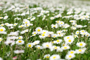 Wild daisy flowers meadow, wild nature background