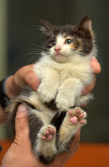 little tricolor fluffy kitten in hands