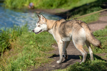 Naklejka na ściany i meble husky walking in the park in summer