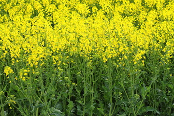 Rapeseed plant meadow, blossom agricultural field