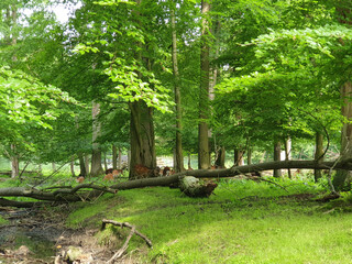 Fototapeta premium Wisentgehege Springe (Germany)