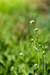 young fresh spring greenery underfoot, dandelions, warm season