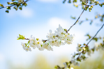 flowering branches of fruit trees against the sky, fruit harvest, global warming