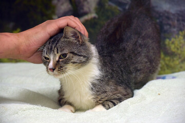 gray and white tabby cat on the bed