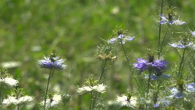Black cumin flowers on a sunny day.