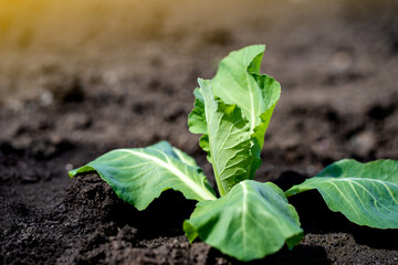 young cabbage in the garden, organic village food, cultivation and harvest 