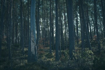 Fototapeta premium forest in the morning