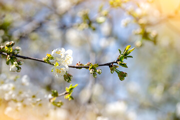 flowering branches of fruit trees against the sky, fruit harvest, global warming