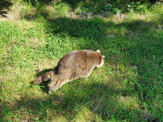 Wisentgehege Springe (Germany)