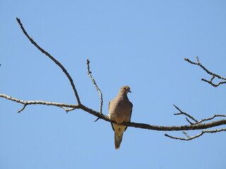 A mourning dove perched on a branch, enjoying a beautiful spring day in Montgomery County, Pennsylvania.