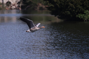 Goose in flight 2
