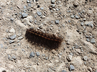 caterpillar on the ground