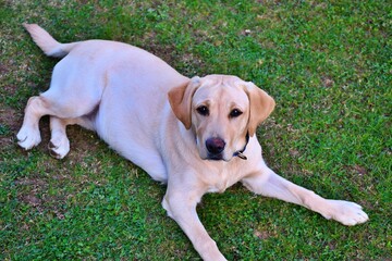 labrador retriever puppy