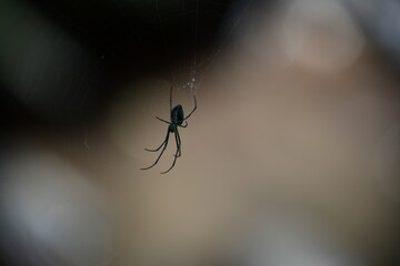 Spider on a web, in high contrast