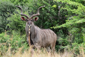 Naklejka na ściany i meble Male Kudu in green natural environment