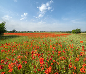 Wheat field and red poppy flowers, Ukraine