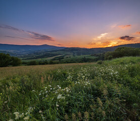 Picturesque June Carpathian mountain countryside meadows. with beautiful wild flowers