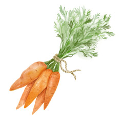 Bunch of carrots. Bright vegetables. Hand-drawn watercolor illustration isolated on the white background.