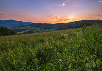 Fototapeta premium Picturesque June Carpathian mountain countryside meadows. with beautiful wild flowers