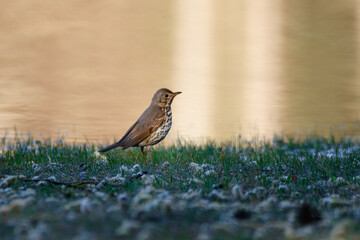 The song thrush (Turdus philomelos)