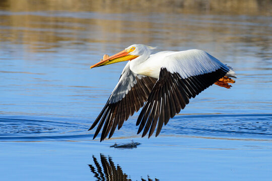 Migratory birds in Colorado. American White Pelican in flight.