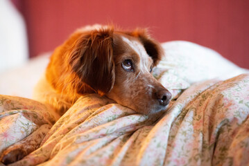 red cocker spaniel on the bed