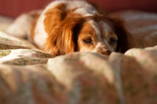 Red Cocker Spaniel On The Bed