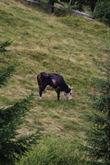 Fototapeta na wymiar A cow in the Carpathians in Western Ukraine, Dzembronya village