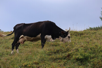 A cow in the Carpathians in Western Ukraine, Dzembronya village