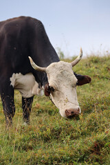 A cow in the Carpathians in Western Ukraine, Dzembronya village