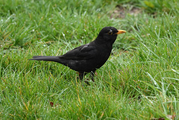 The common blackbird, Eurasian blackbird or Turdus merula is a species of true thrush. This one was searching for worms in the grass. His beak is visibly muddy